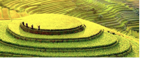 Hình minh họa câu hỏi